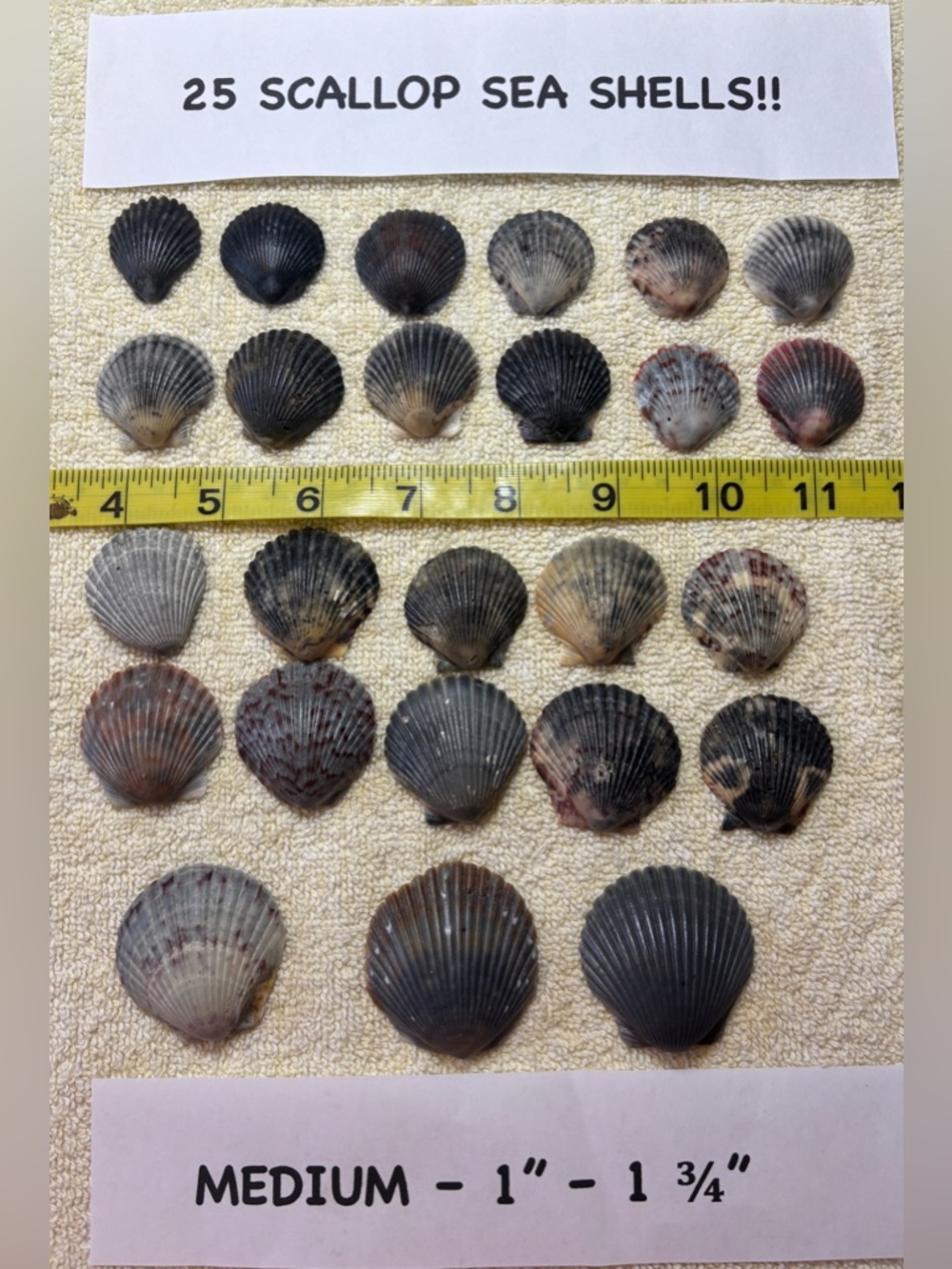 25 Sanibel Island Scallop Shells! Medium Sz Assorted Collection in grey/black.